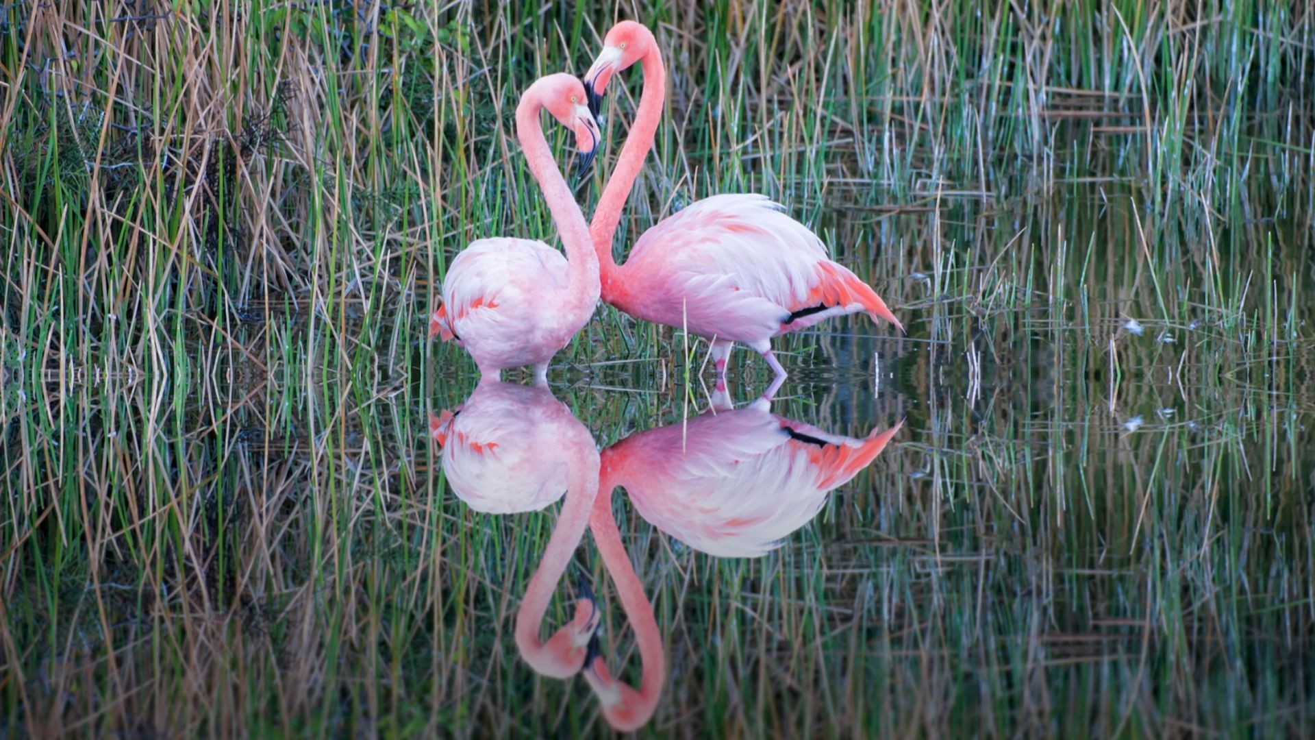 Insel Isabela Flamingos-Isabela-Galápagos (1)